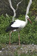 White stork Bassin d'Arcachon